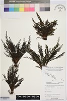 登錄號:P020000藏品圖，第1張