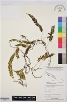 登錄號:P020001藏品圖，第1張