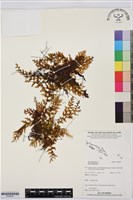 登錄號:P020007藏品圖，第1張