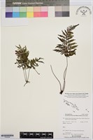 登錄號:P020008藏品圖，第1張