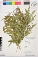 登錄號:P020011藏品圖，第1張