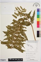 三腳鳳尾蕨藏品圖，第1張