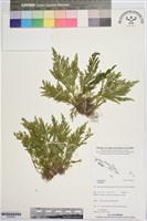 登錄號:P020020藏品圖，第1張