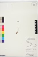 分枝莎草蕨藏品圖，第1張