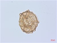 登錄號:P020028藏品圖，第2張