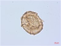 登錄號:P020028藏品圖，第3張