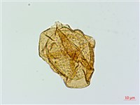 登錄號:P020030藏品圖，第2張