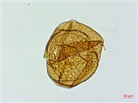 登錄號:P020030藏品圖，第3張