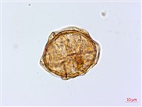 登錄號:P020032藏品圖，第2張