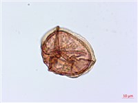 登錄號:P020032藏品圖，第3張