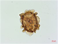 假腸蕨藏品圖，第3張