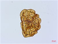 頂囊鱗毛蕨藏品圖，第2張