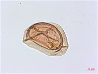 川上氏雙蓋蕨藏品圖，第1張