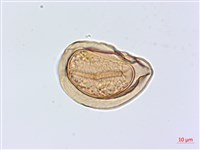 川上氏雙蓋蕨藏品圖，第3張