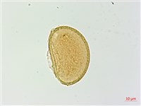 對生蹄蓋蕨藏品圖，第2張