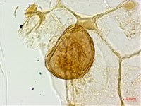 對生蹄蓋蕨藏品圖，第3張