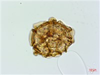 亞蹄蓋蕨藏品圖，第1張