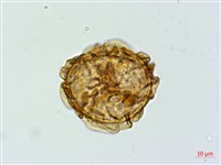 亞蹄蓋蕨藏品圖，第2張