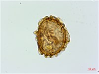 亞蹄蓋蕨藏品圖，第3張