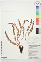 麗江耳蕨藏品圖，第1張