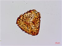 筆筒樹藏品圖，第1張