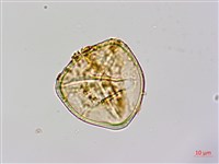 筆筒樹藏品圖，第3張