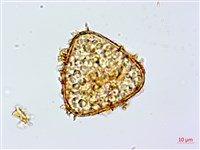 鬼桫欏藏品圖，第1張
