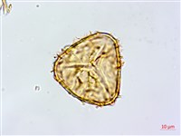 鬼桫欏藏品圖，第2張