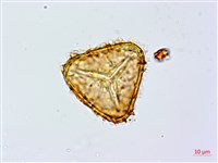 鬼桫欏藏品圖，第3張