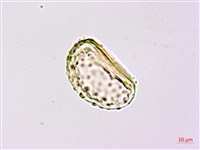 登錄號:P020521藏品圖，第2張