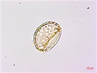 登錄號:P020521藏品圖，第3張