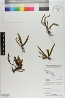 登錄號:P020629藏品圖，第1張