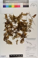 南洋厚壁蕨藏品圖，第1張