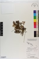 登錄號:P020633藏品圖，第1張