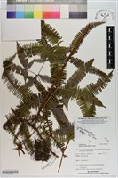 登錄號:P020636藏品圖，第1張