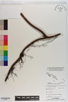 芒萁藏品圖，第1張