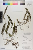 登錄號:P020638藏品圖，第1張