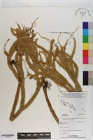 登錄號:P020639藏品圖，第1張