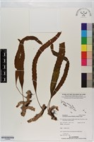 壁虎蟻蕨藏品圖，第1張