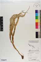 登錄號:P020642藏品圖，第1張