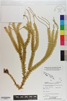 垂枝石松藏品圖，第1張