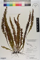 登錄號:P020644藏品圖，第1張