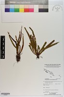 登錄號:P020645藏品圖，第1張