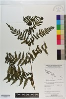 登錄號:P020646藏品圖，第1張