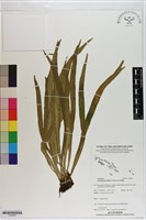 登錄號:P020647藏品圖，第1張