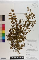 小葉海金沙藏品圖，第1張