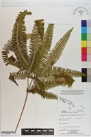 芒萁藏品圖，第1張