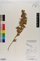 過山龍藏品圖，第1張