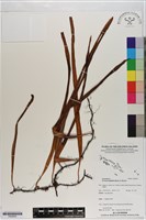 南洋石葦藏品圖，第1張