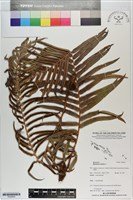 烏毛蕨藏品圖，第1張